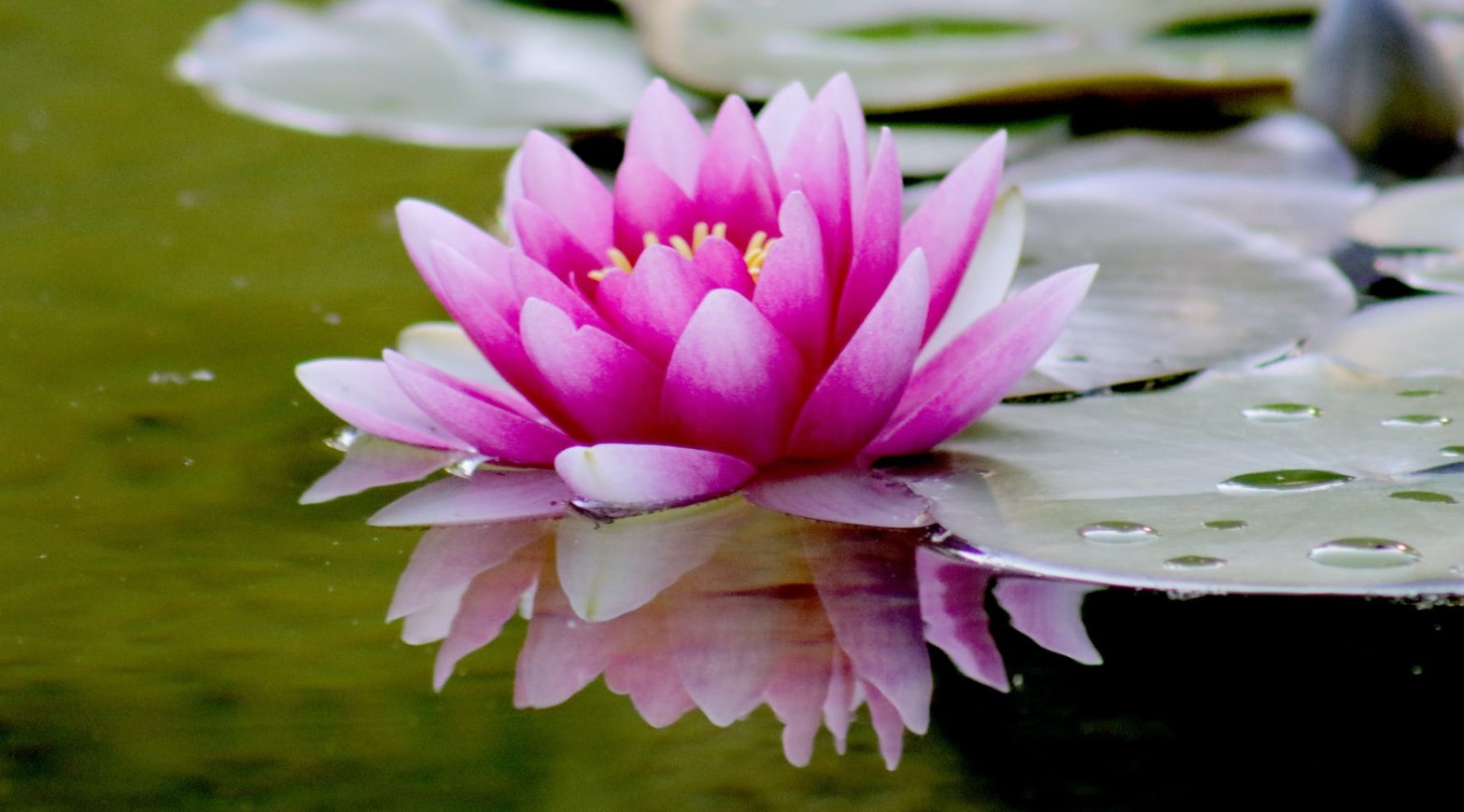 les Bienfaits des plantes