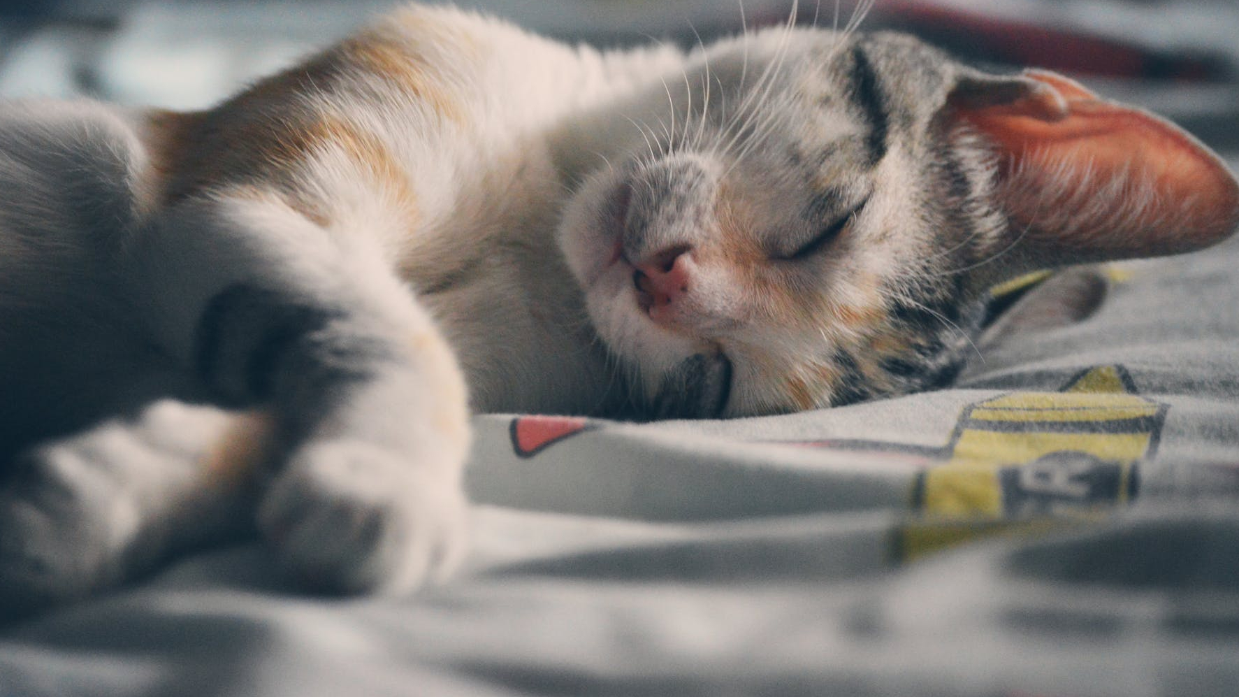 Le sommeil nous construit, nous répare! tout le fonctionnement et les fonctions vitales du corps se rétablissent durant notre sommeil;